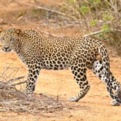 a large leopard walking across a dirt field