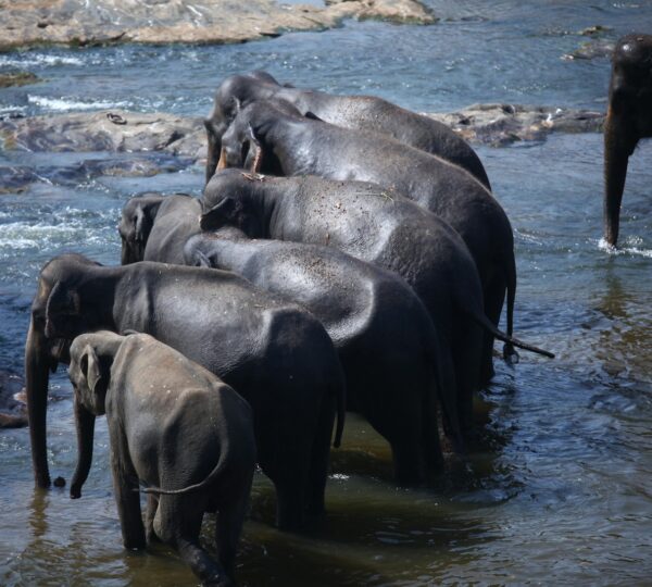 a herd of elephants walking across a river