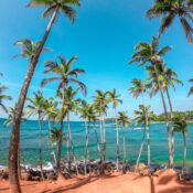 palm trees on beach shore during daytime